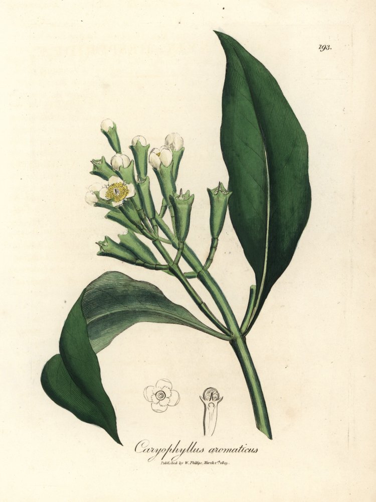 Clove Plant Drawing