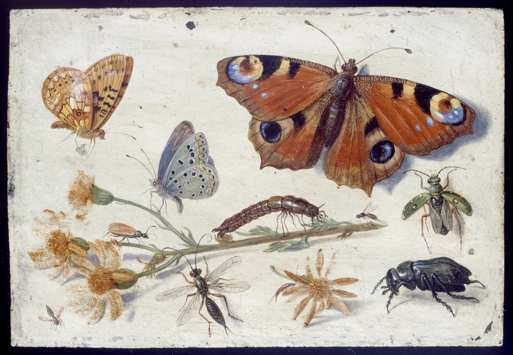 Three Butterflies, a Beetle and Other Insects, with a Cutting of Ragwort, Early 1650s by Jan van Kessel the Elder