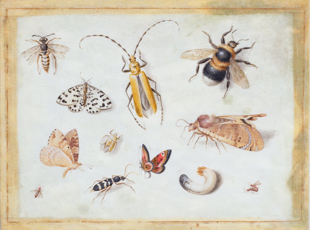 A Study of Butterflies and other Insects