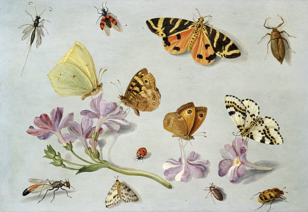 Butterflies, moths and other insects with a sprig of periwinkle