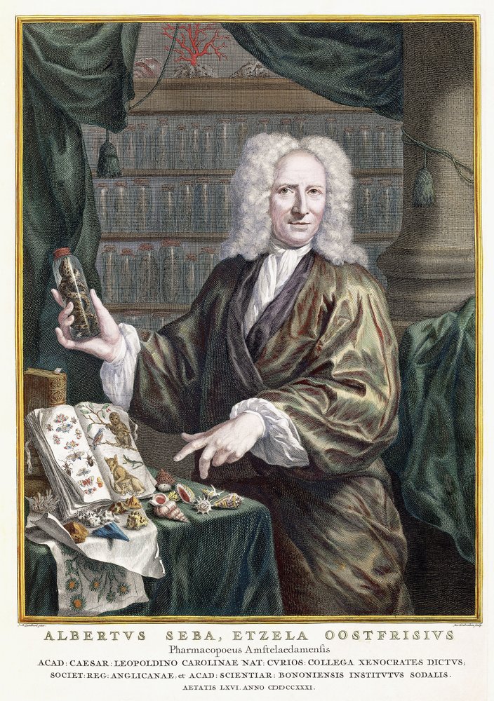 Portrait of Albertus Seba, from Locupletissimi Rerum Naturalium ...