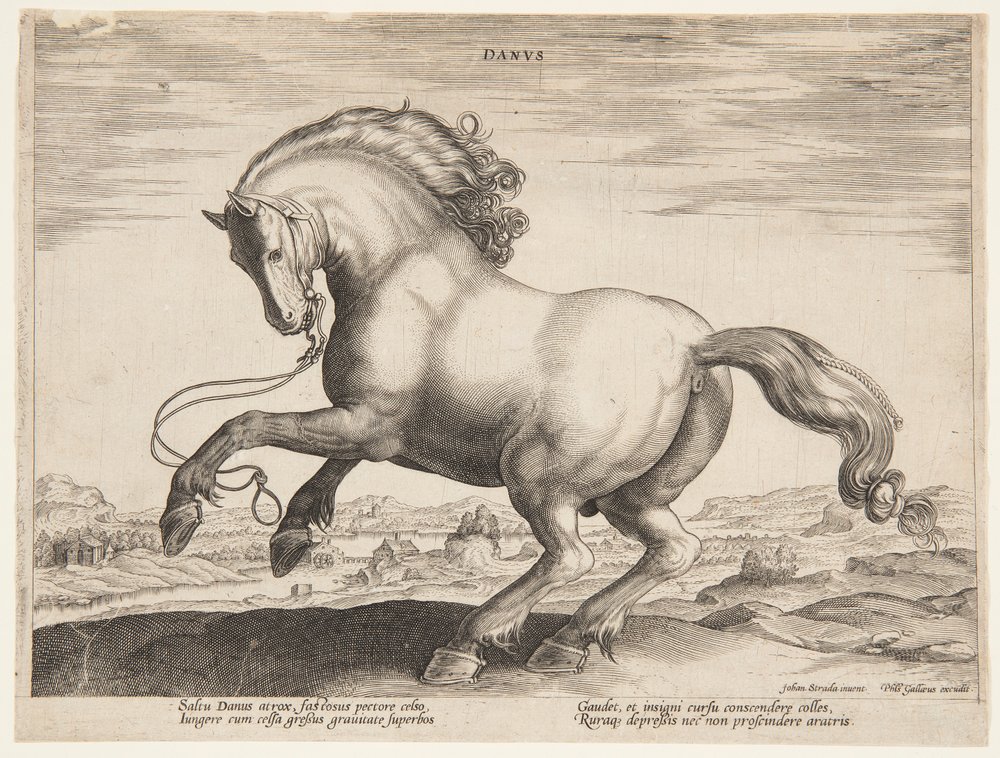 A Danish Horse, from the fourth set of 'Equile Joannis Austriaci'