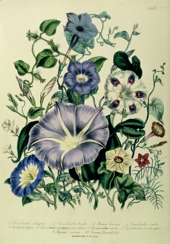 Bindweed, plate 26 from 'The Ladies' Flower Garden'