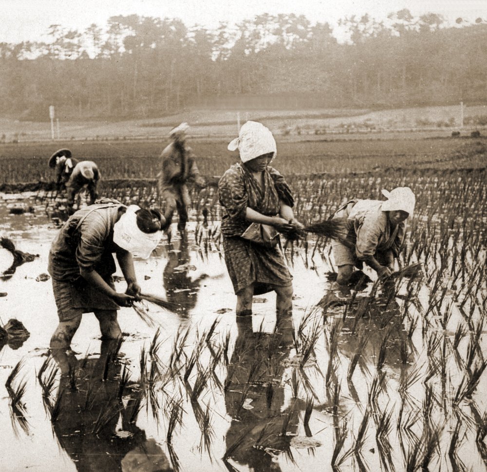 Women Planting Rice in Japan by Japanese Photographer