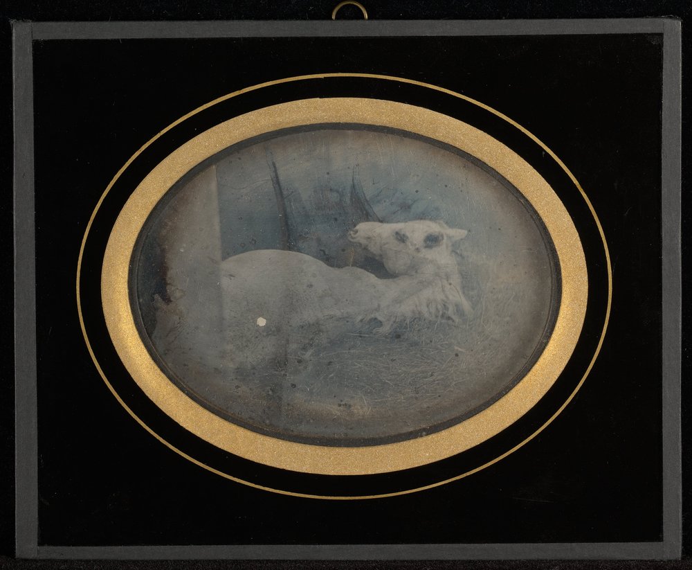 Study of a White Foal by Jean-Gabriel Eynard