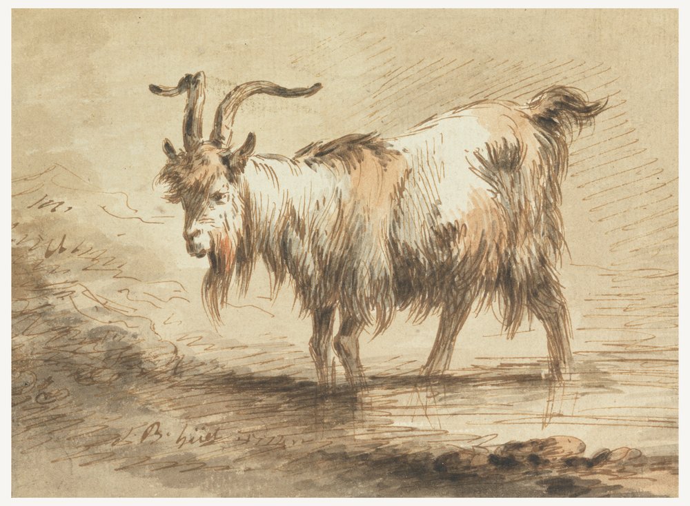 Study of a Goat by Jean-Baptiste Huet