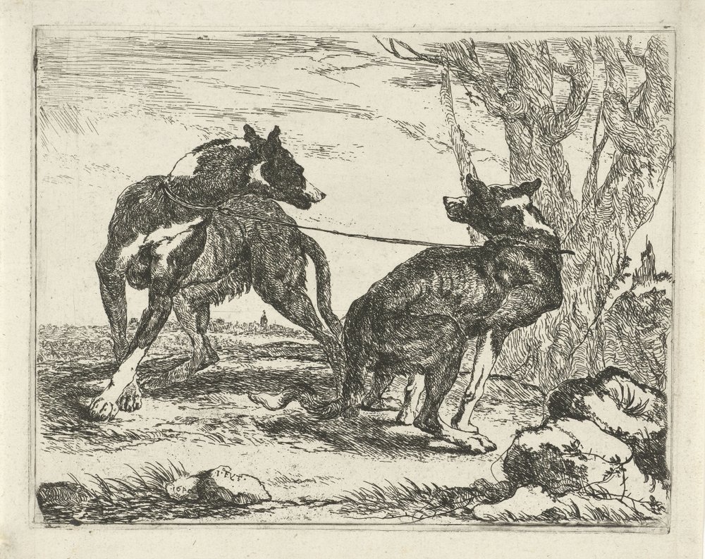 Two Dogs (Dogs) by Joannes Fijt