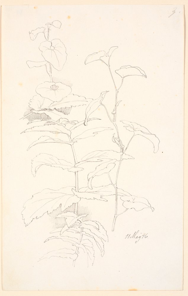 Plant Studies, including Morning Glory by Johan Thomas Lundbye