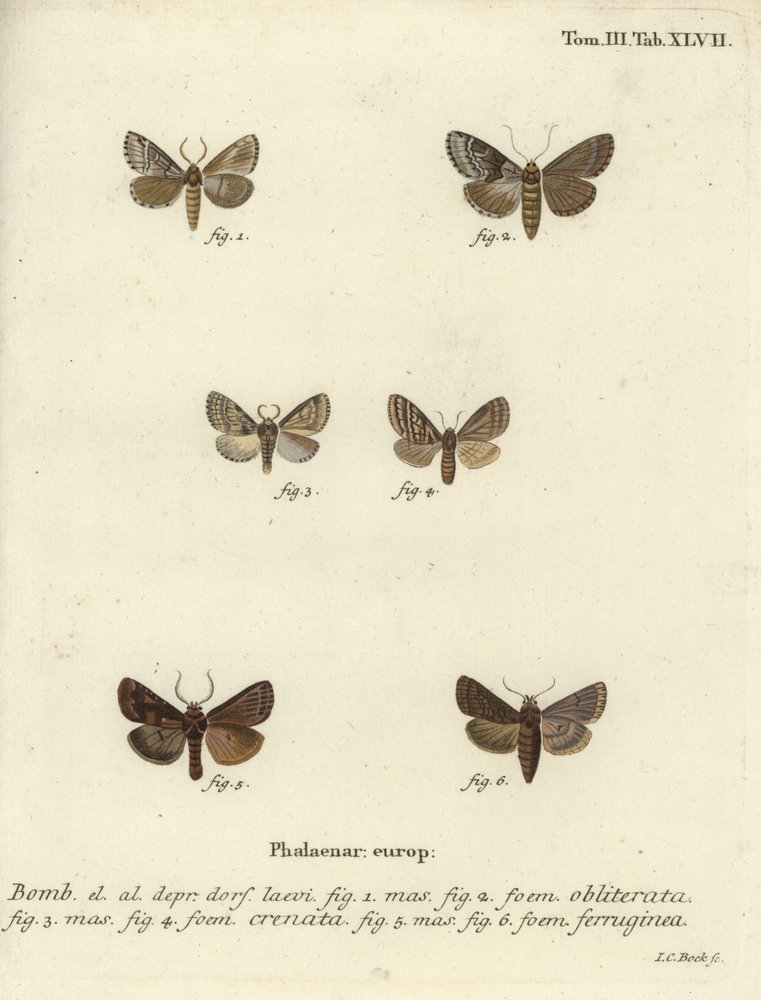 Dingy shell, dusky marbled brown and brown rustic