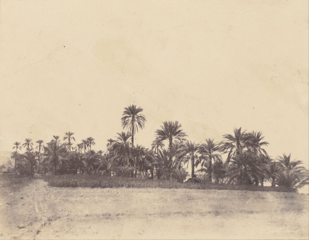 Study of Date Palms by John Beasly Greene