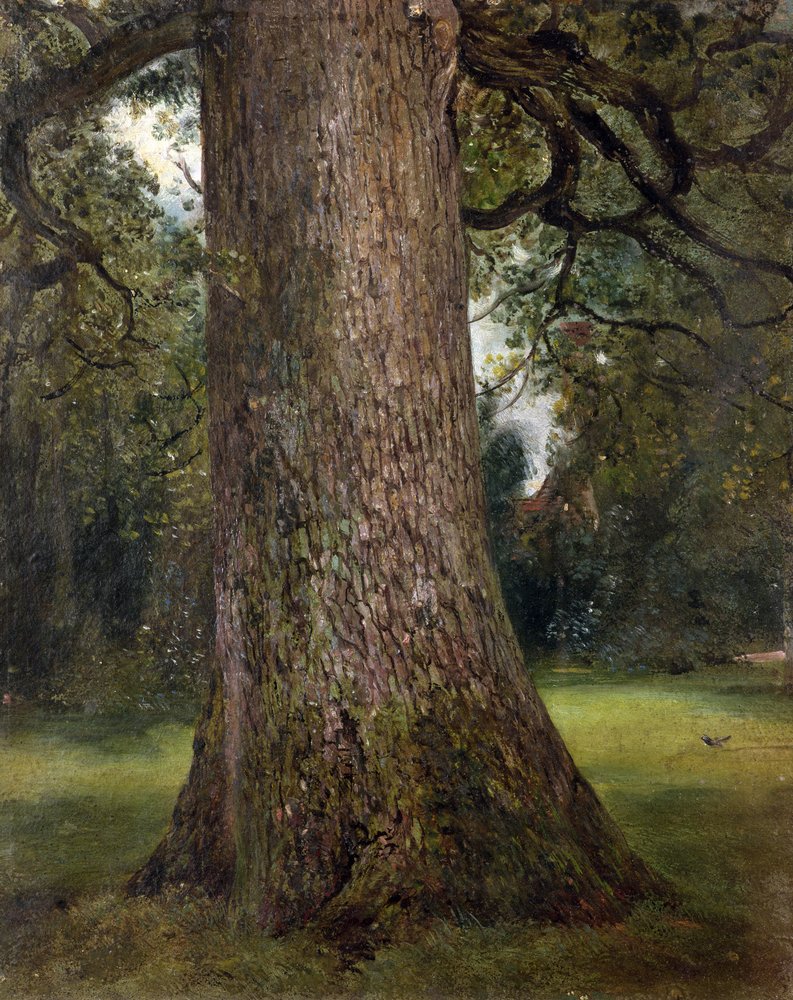 Study of the Trunk of an Elm Tree, c. 1821 by John Constable