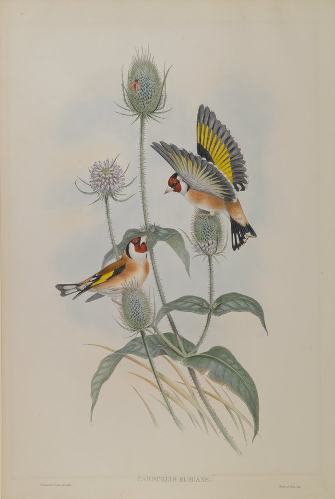 Carduelis elegans - Goldfinch by John Gould