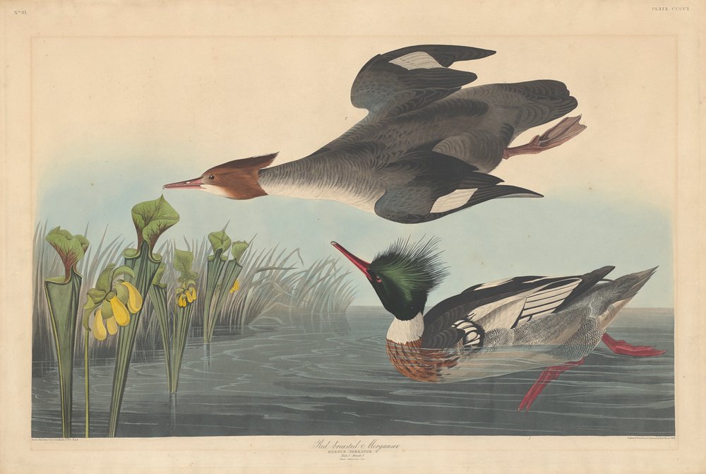 Red-breasted Merganser by John James Audubon