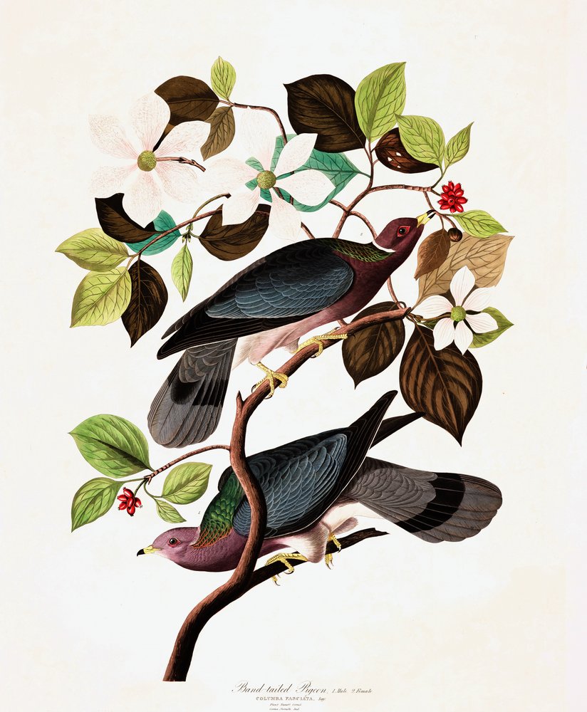 Band-Tailed Pigeon, Columba Fasciata, from "The Birds of America" by John J. Audubon, pub. 1827-38 by John James Audubon