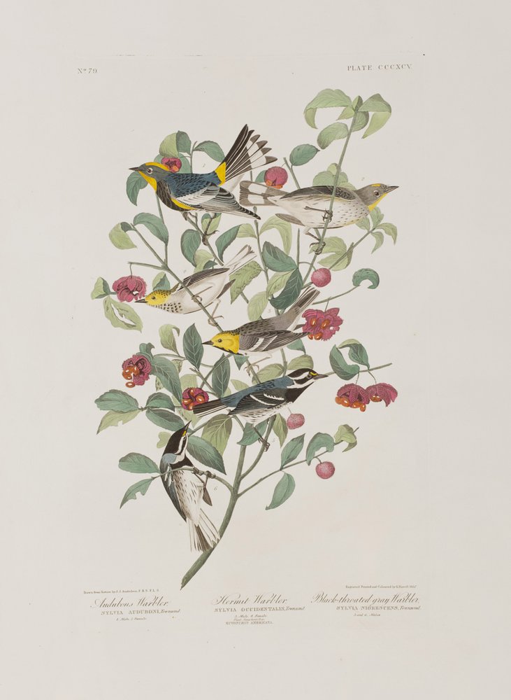 Illustration from 