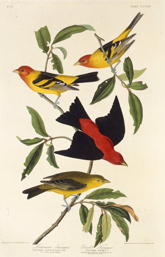 Western Tanager and Scarlet Tanager from The Birds of America by John James Audubon
