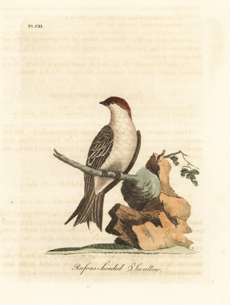 Indian Cliff Swallow, Petrochelidon fluvicola. (Rufos-headed Swallow, Hirundo indica.) Handcoloured Copperplate Drawn and Engraved by John Latham from His Own A General History of Birds, Winchester by John Latham
