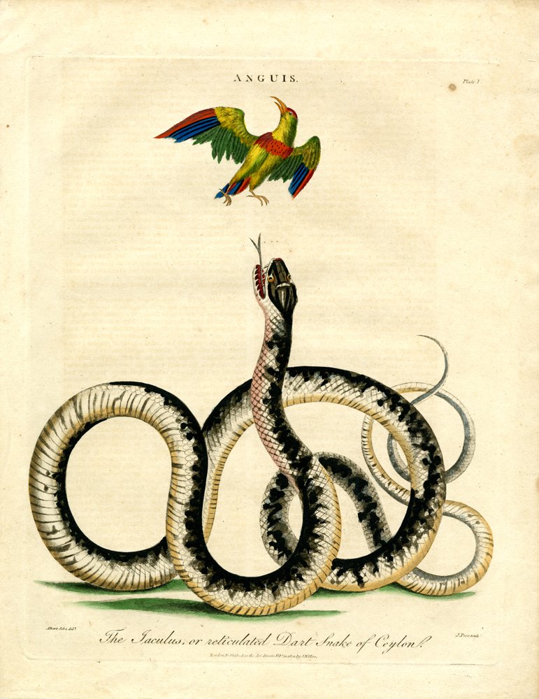 Jaculus Snake and Colorful Bird by John Pass