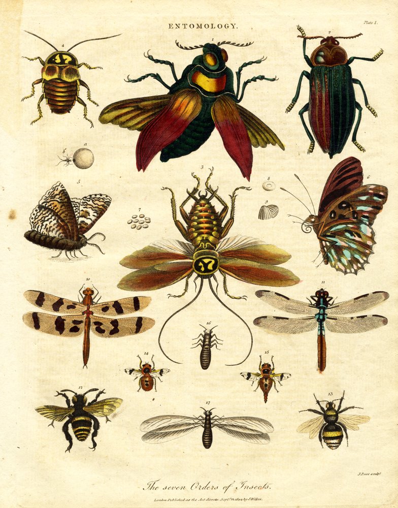 The Seven Orders of Insects by John Pass: Fine art print
