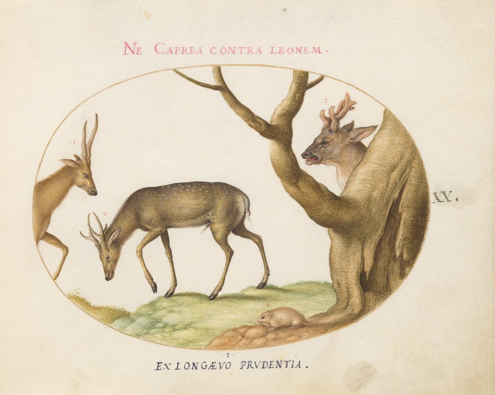 Plate 20: Three Types of Stags with a Dormouse