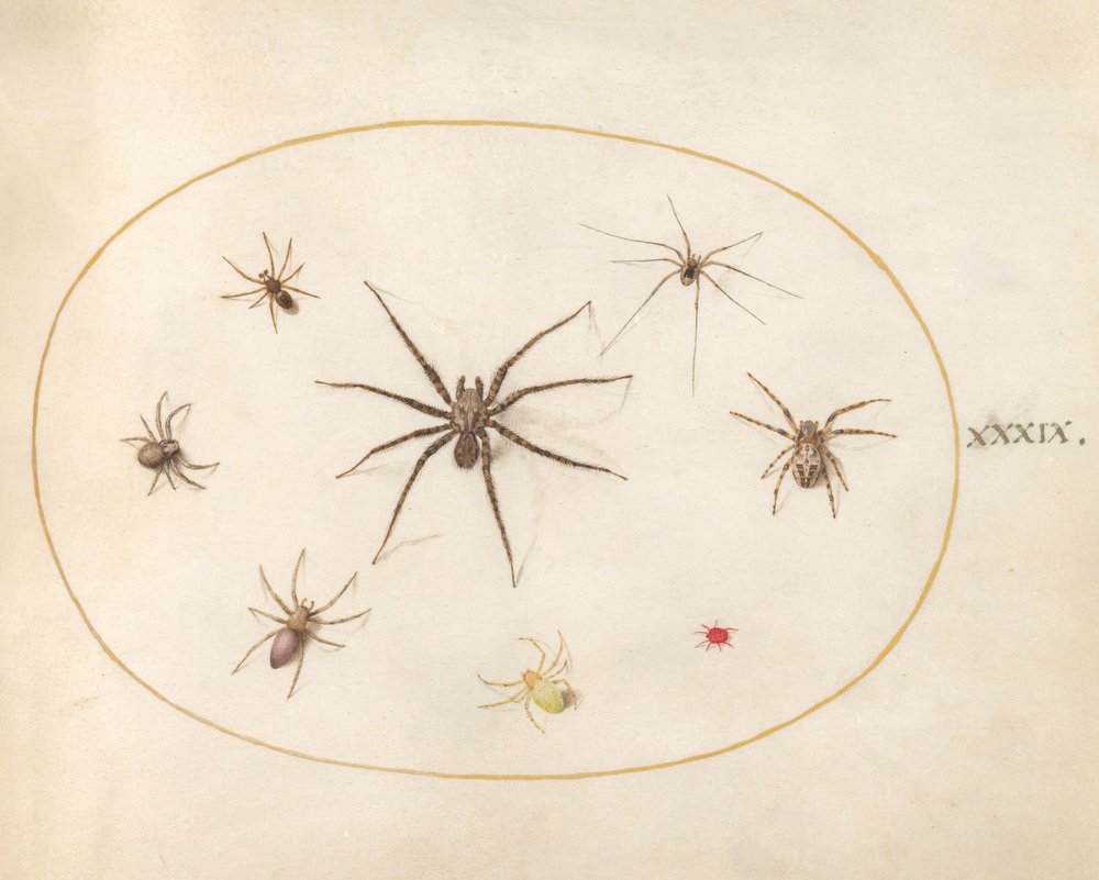 Plate 39: Eight Spiders by Joris Hoefnagel