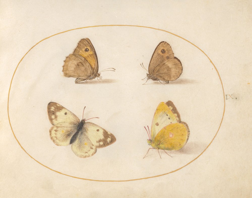 Plate 9: Meadow Brown, Gatekeeper, Clouded Yellow, and Bath White ...