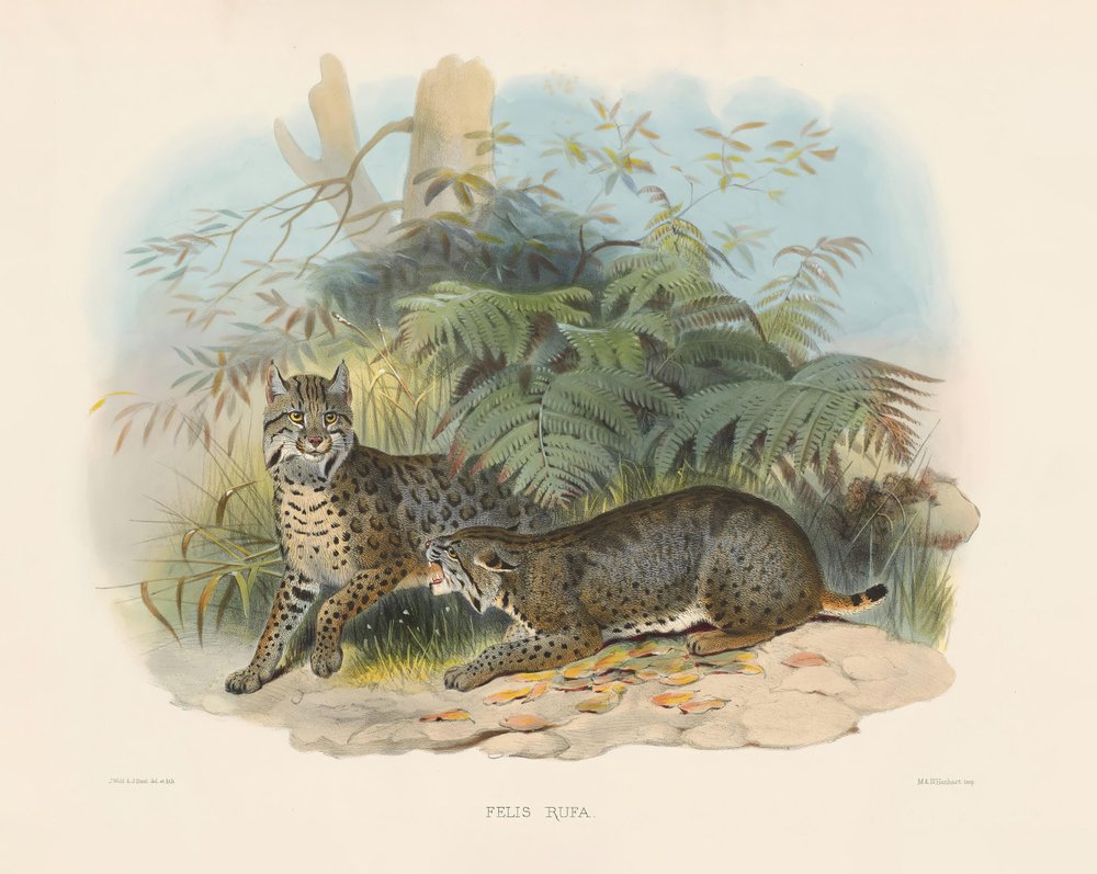 Bobcat by Joseph Wolf: Highest-quality art reproduction