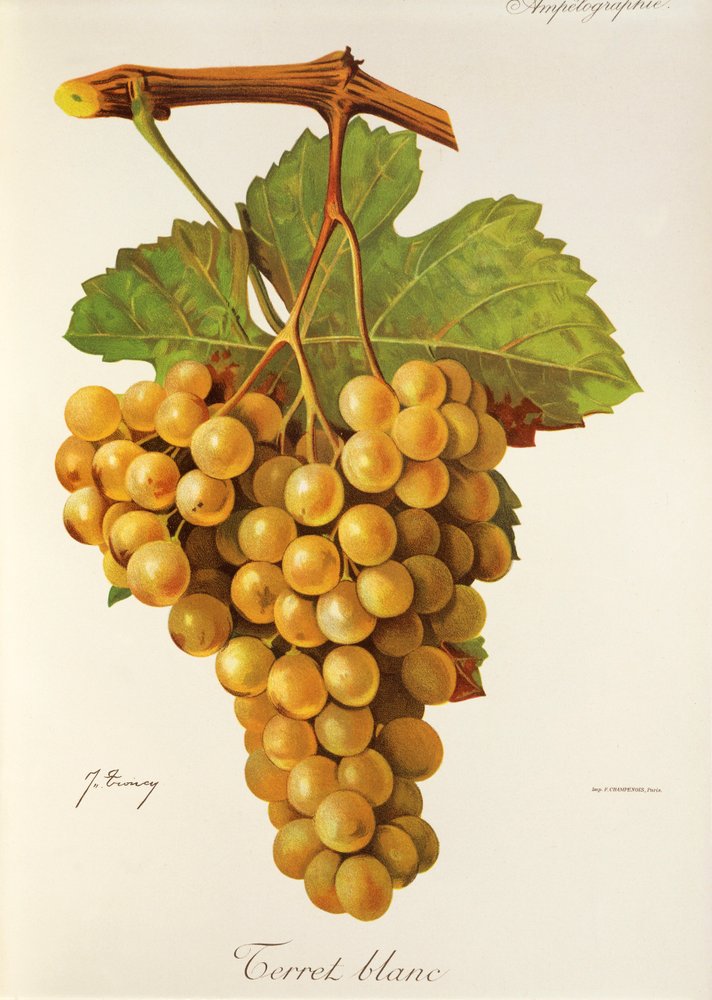 Terret Blanc grape by Jules Troncy: Buy fine art print