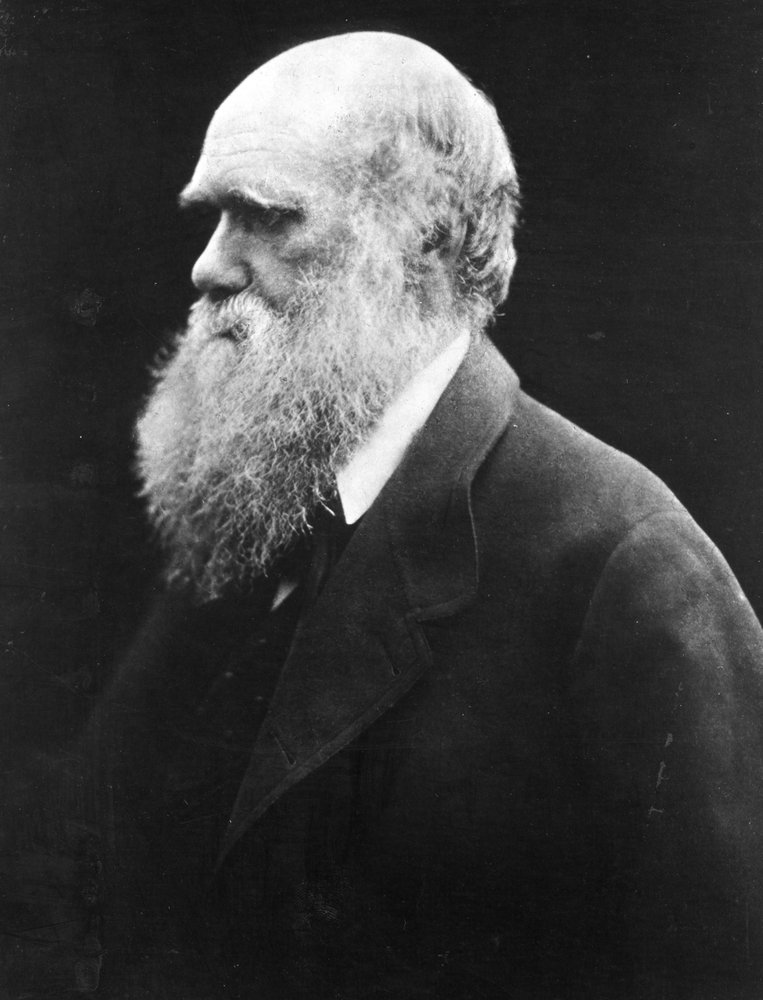Charles Darwin by Julia Margaret Cameron: Fine art print