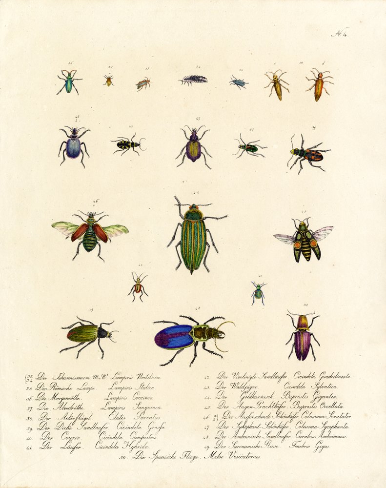 Diversity of Tiger Beetles and Other Beetle Species
