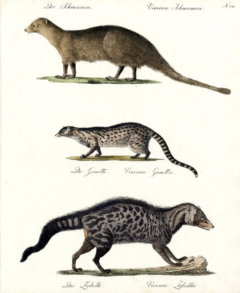 Mongoose, Genet and Civet by Karl Joseph Brodtmann