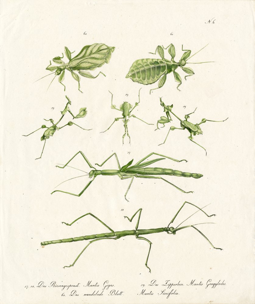 Various Types of Praying Mantises by Karl Joseph Brodtmann