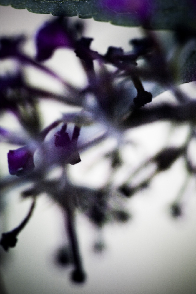 Vegetal / 4225, 2008 by Laetizia Bazzoni