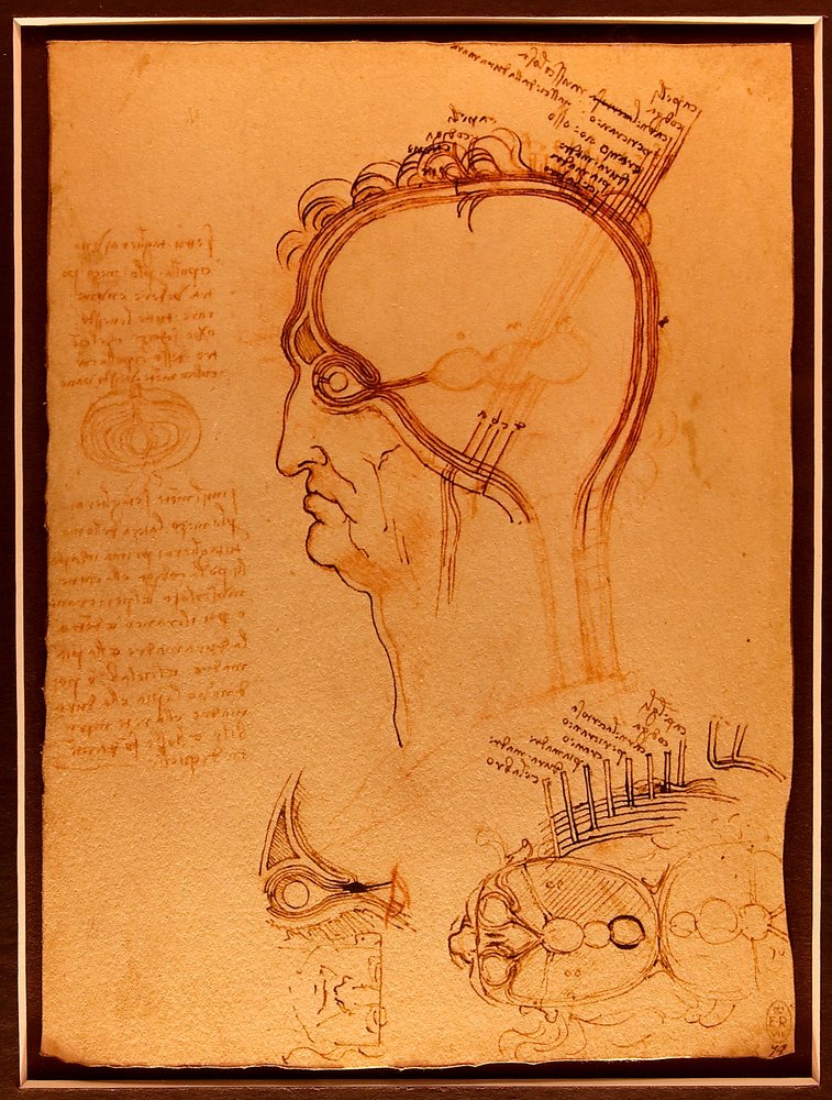 Study of a Skull by Leonardo da Vinci