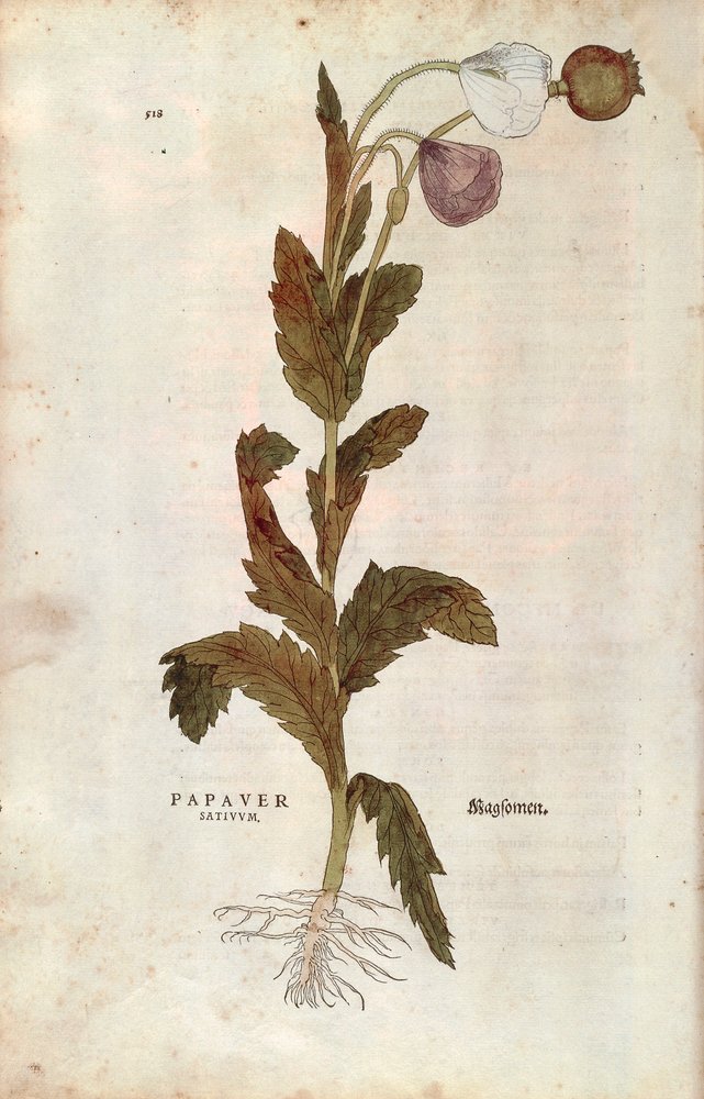 Corn or Field Poppy by Leonhard Fuchs