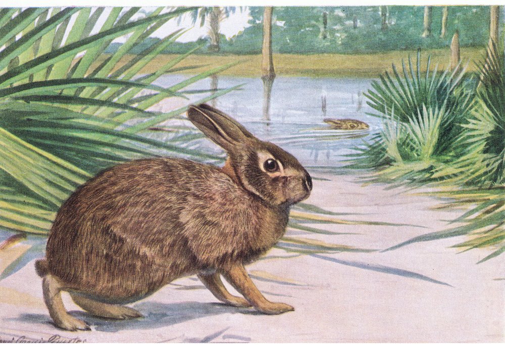 Marsh Rabbit, slow on land but swims fast with spread toes