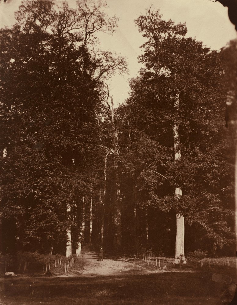 Forest at Saint-Cloud, 1859-1860 by Louis-Rémy Robert