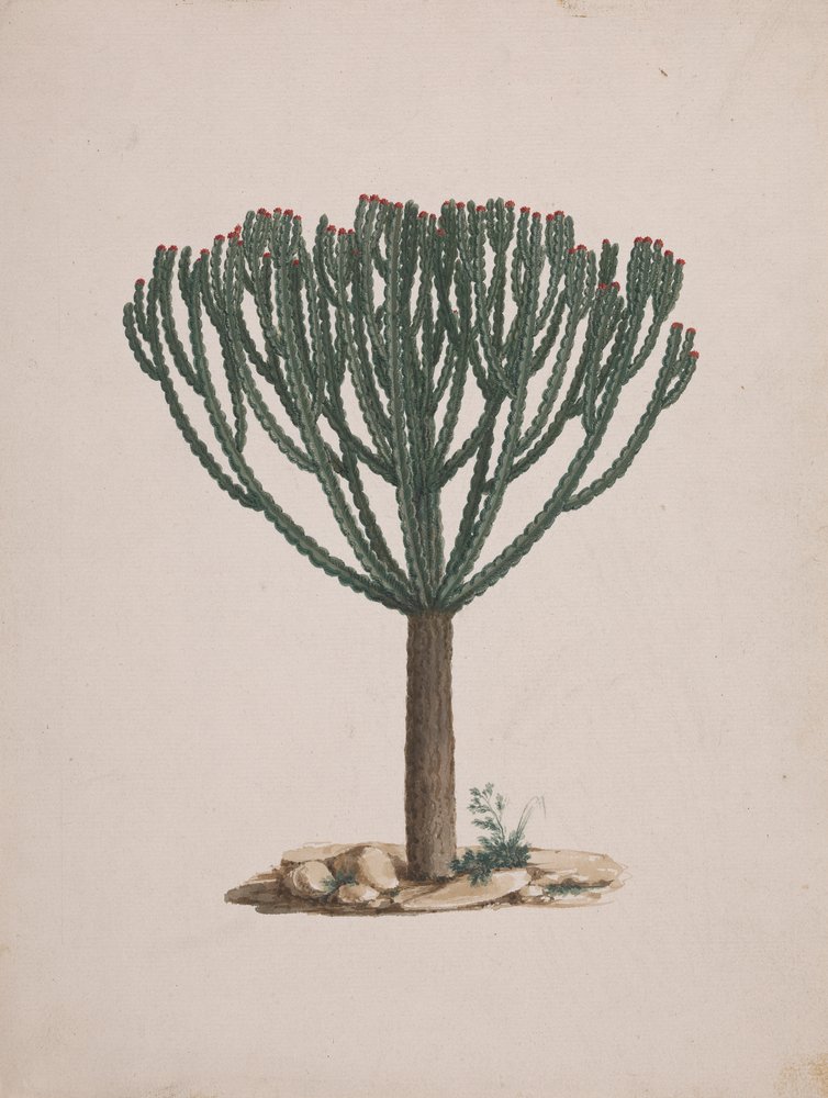 Euphorbia abyssinica J.F. Gmel. (Ethiopian Tree-Spurge): finished ...