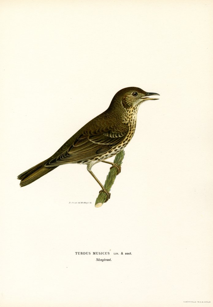 Redwing by Magnus Ferdinand and Wilhelm von Wright