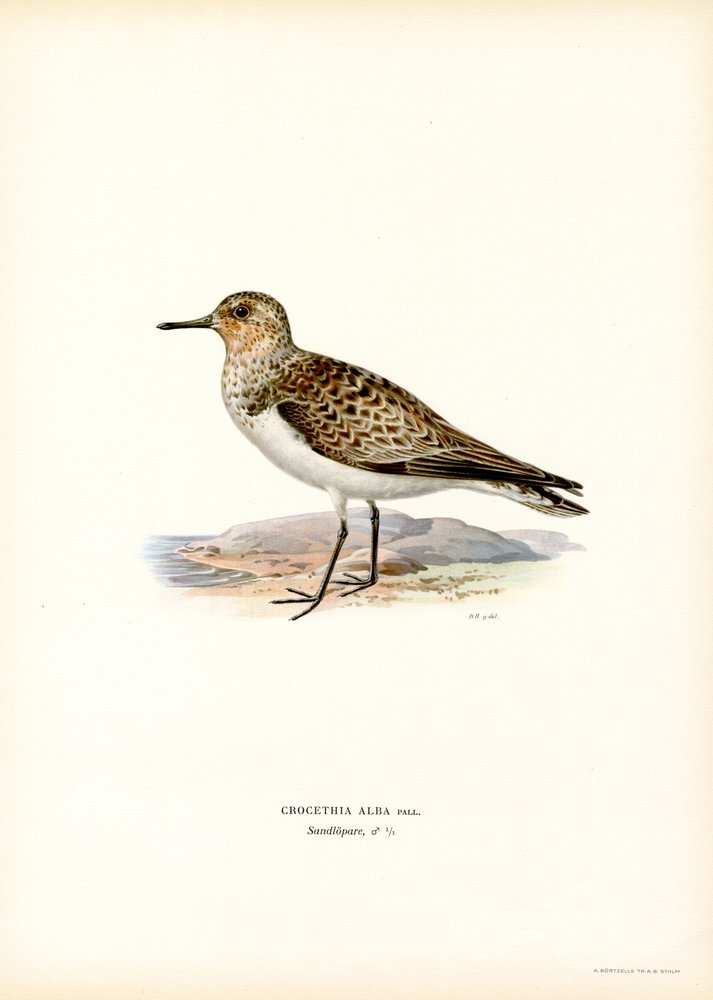 Sanderling by Magnus Ferdinand and Wilhelm von Wright