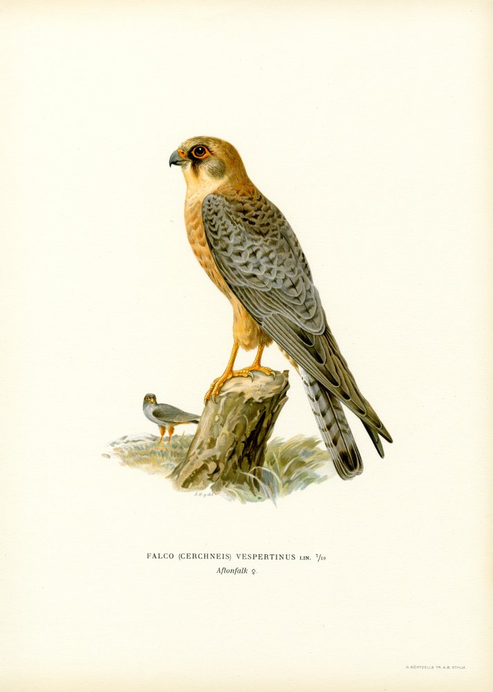 Red-footed Falcon by Magnus Ferdinand and Wilhelm von Wright