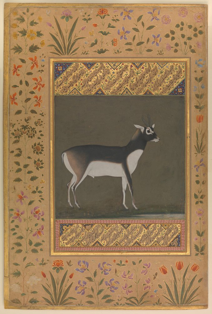 Black Buck, Folio from the Shah Jahan Album, c. 1615-20 by Manohar