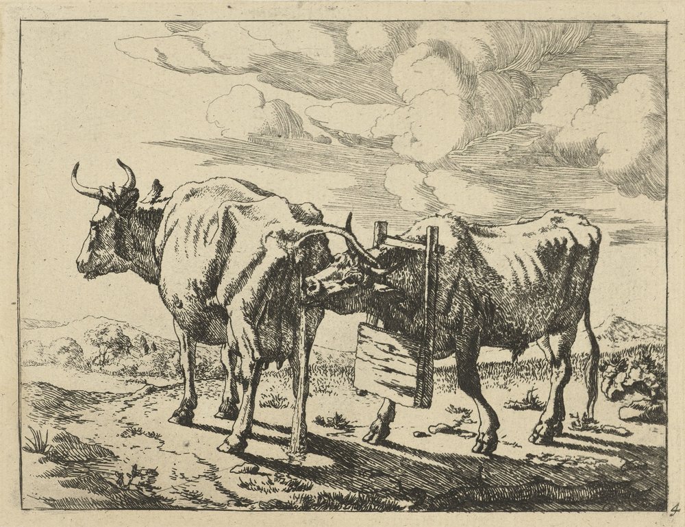 Two standing cows. Cows and sheep (series title)