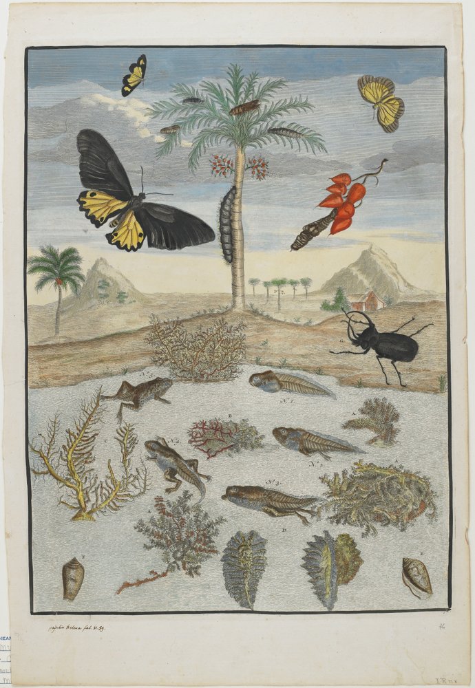 Insects and Fish with Island Background, 1705-71