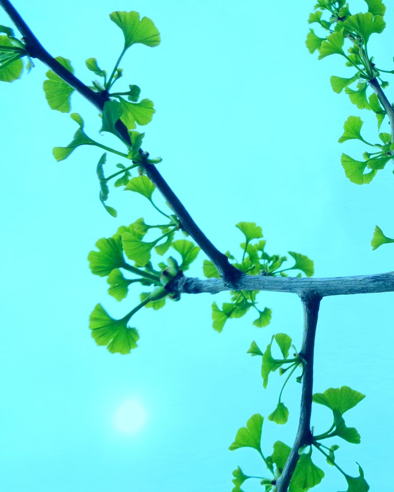 Ginkgo by Martina Konitzky: Highest-quality art reproduction