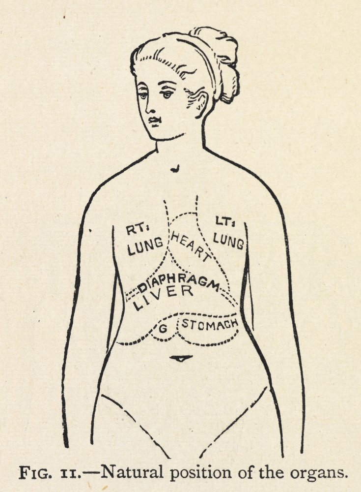 Natural Position of the Organs by Mary Eliza Haweis