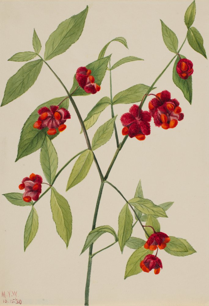 Strawberry Bush-Hearts Bustin