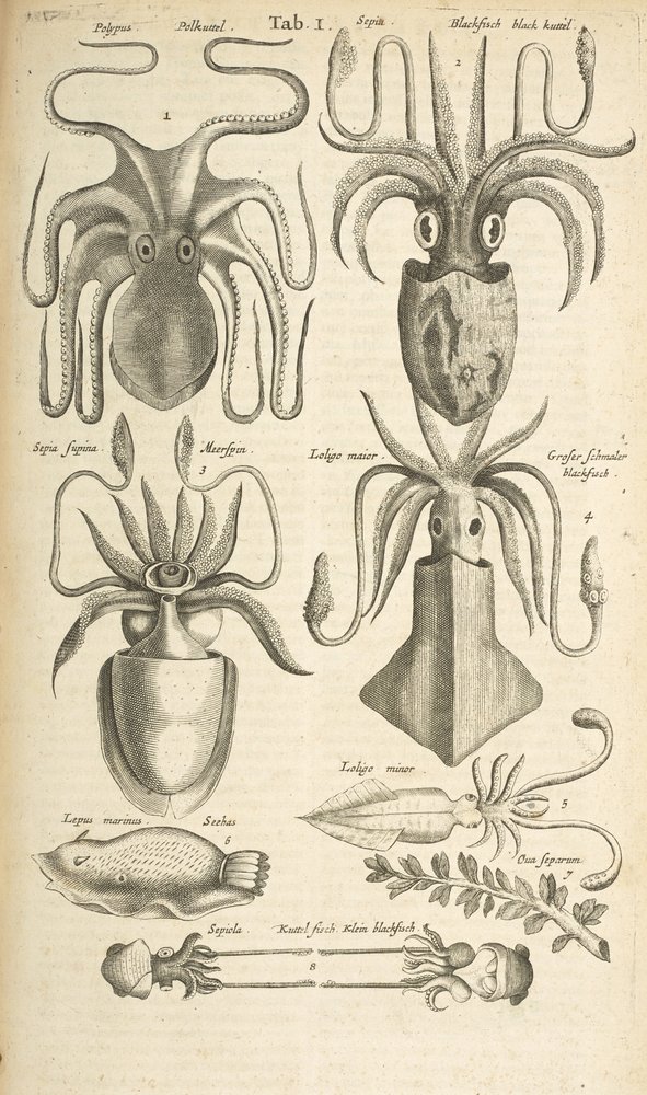 Octopus, Illustration from 