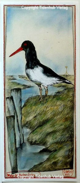 Hello, the Oystercatcher by Ole West