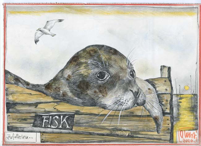 Content - Seal / Harbour seal by Ole West